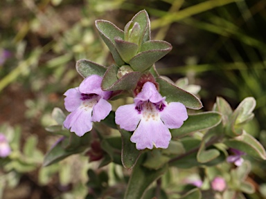 APII jpeg image of Hemigenia podalyrina  © contact APII