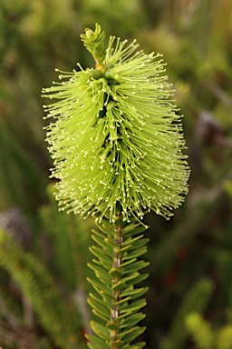 APII jpeg image of Melaleuca diosmifolia  © contact APII