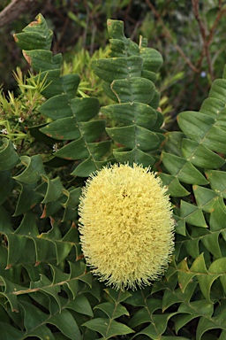 APII jpeg image of Banksia grandis  © contact APII