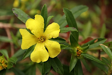 APII jpeg image of Hibbertia cuneiformis  © contact APII