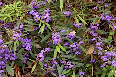 APII jpeg image of Hovea elliptica  © contact APII