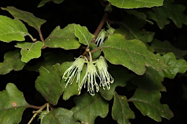 APII jpeg image of Chorilaena quercifolia  © contact APII