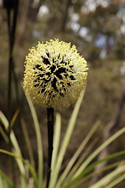 APII jpeg image of Dasypogon hookeri  © contact APII