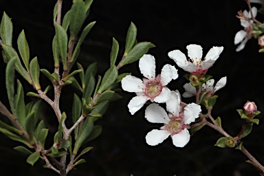 APII jpeg image of Pericalymma ellipticum var. floridum  © contact APII