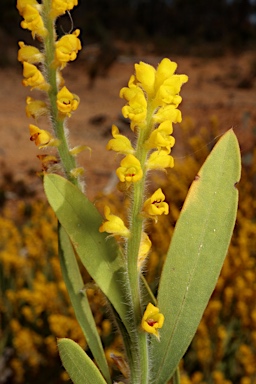 APII jpeg image of Synaphea floribunda  © contact APII