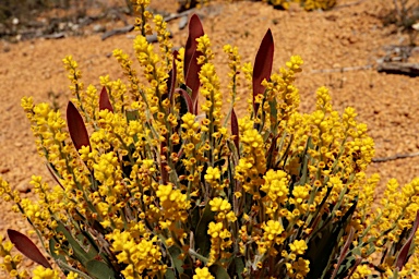 APII jpeg image of Synaphea floribunda  © contact APII