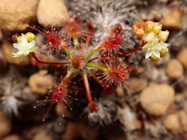 APII jpeg image of Drosera dichrosepala  © contact APII