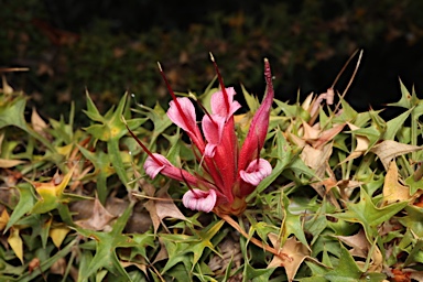 APII jpeg image of Lambertia echinata subsp. echinata  © contact APII