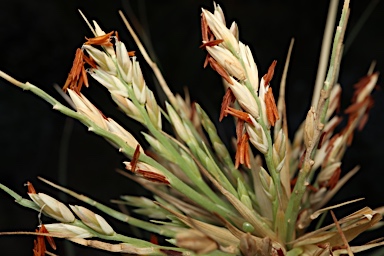 APII jpeg image of Spinifex longifolius  © contact APII