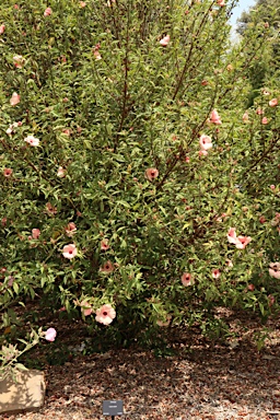 APII jpeg image of Hibiscus 'Aussie Apricot'  © contact APII