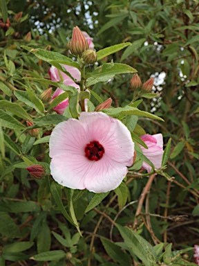 APII jpeg image of Hibiscus heterophyllus  © contact APII