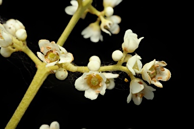 APII jpeg image of Flindersia maculosa  © contact APII