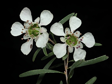 APII jpeg image of Leptospermum polygalifolium subsp. transmontanum  © contact APII