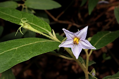 APII jpeg image of Solanum stelligerum  © contact APII