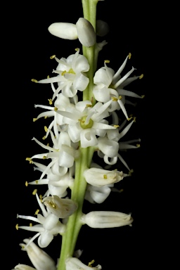 APII jpeg image of Cordyline obtecta  © contact APII