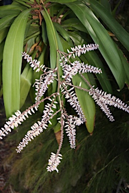 APII jpeg image of Cordyline rubra  © contact APII