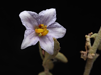 APII jpeg image of Solanum parvifolium subsp. parvifolium  © contact APII