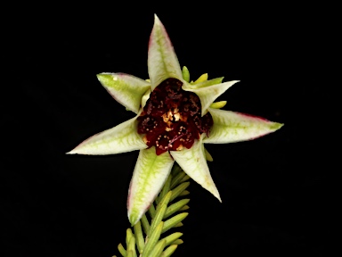 APII jpeg image of Darwinia meeboldii  © contact APII