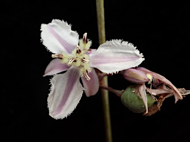 APII jpeg image of Arthropodium sp. Snowy R. catchment (N.G.Walsh 6195)  © contact APII