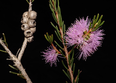 APII jpeg image of Melaleuca glaberrima  © contact APII