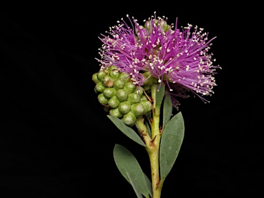 APII jpeg image of Melaleuca nesophila  © contact APII