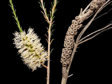 APII jpeg image of Melaleuca hamulosa  © contact APII