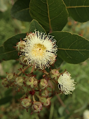 APII jpeg image of Angophora hispida  © contact APII