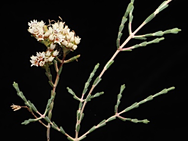 APII jpeg image of Darwinia micropetala  © contact APII