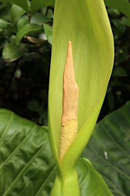 APII jpeg image of Alocasia brisbanensis  © contact APII