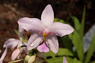 APII jpeg image of Spathoglottis plicata  © contact APII