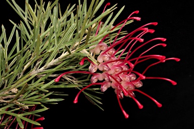 APII jpeg image of Grevillea 'Little Jessie'  © contact APII