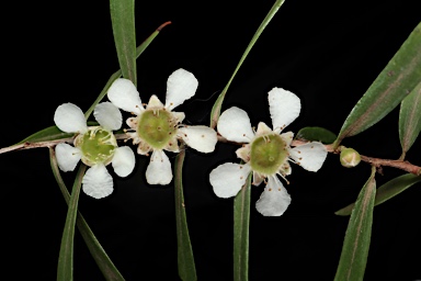 APII jpeg image of Leptospermum amboinense  © contact APII