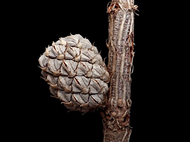 APII jpeg image of Allocasuarina paludosa  © contact APII