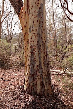 APII jpeg image of Eucalyptus rossii  © contact APII