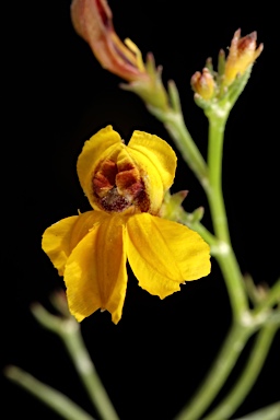 APII jpeg image of Goodenia paniculata  © contact APII