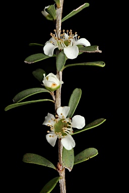 APII jpeg image of Leptospermum obovatum  © contact APII