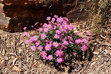 APII jpeg image of Brachyscome angustifolia 'Radiant Magenta'  © contact APII