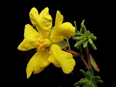 APII jpeg image of Hibbertia pedunculata  © contact APII