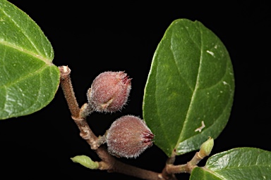 APII jpeg image of Ficus coronata  © contact APII