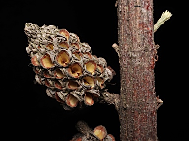 APII jpeg image of Allocasuarina zephyrea  © contact APII