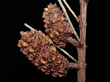 APII jpeg image of Allocasuarina distyla  © contact APII