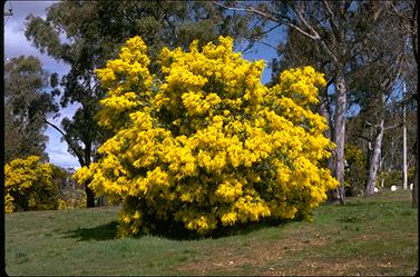 APII jpeg image of Acacia baileyana  © contact APII