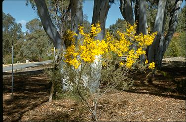 APII jpeg image of Acacia buxifolia  © contact APII