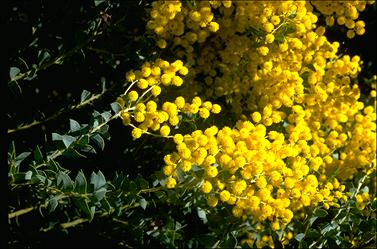 APII jpeg image of Acacia cultriformis  © contact APII