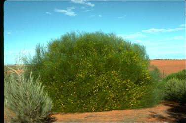 APII jpeg image of Acacia jibberdingensis  © contact APII