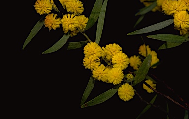 APII jpeg image of Acacia verniciflua  © contact APII