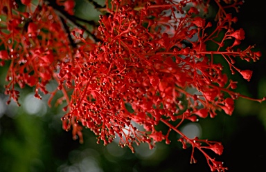 APII jpeg image of Brachychiton acerifolius  © contact APII