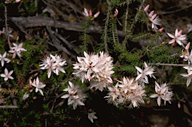 APII jpeg image of Calytrix alpestris  © contact APII