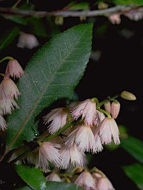 APII jpeg image of Elaeocarpus reticulatus  © contact APII