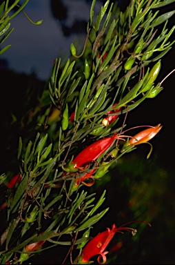 APII jpeg image of Eremophila decipiens  © contact APII